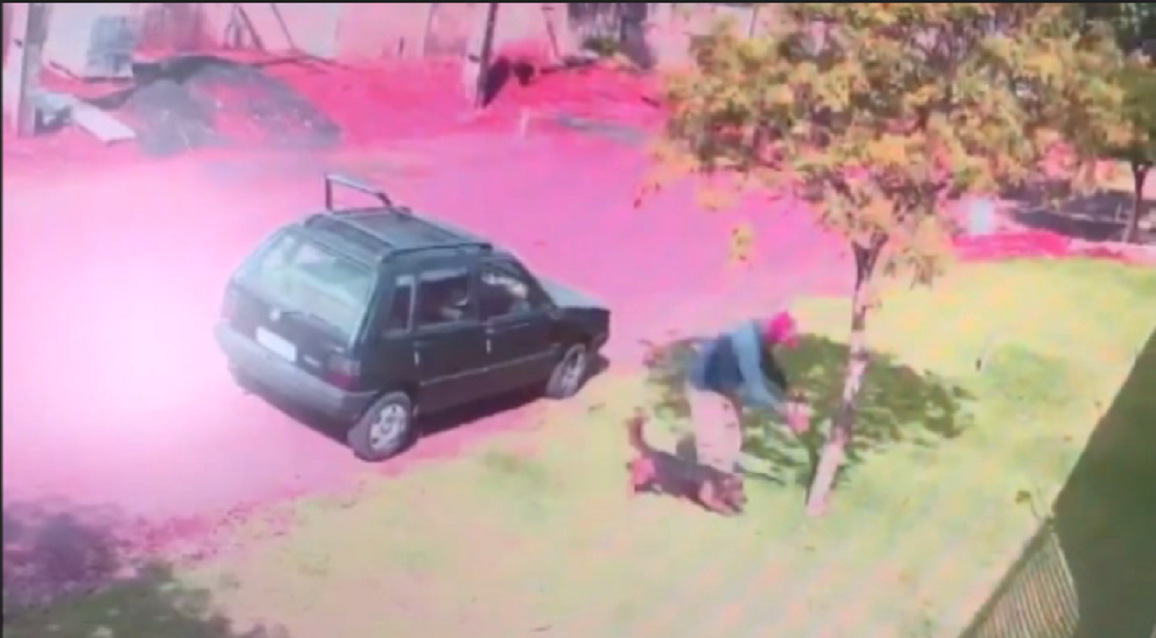 Imagem referente a Vídeo mostra homem amarrando cachorro em árvore e o abandonando no XIV de Novembro
