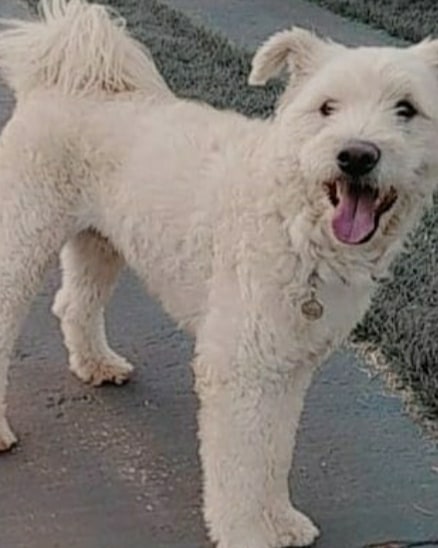 Imagem referente a Cachorro ‘Marlei’ está desaparecido na região do Bairro São Cristóvão