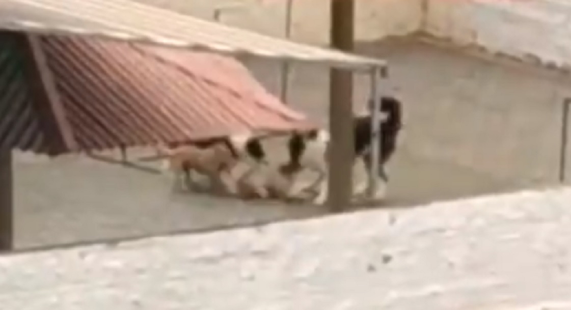 Imagem referente a Vídeos mostram cão sendo atacado por outros cachorros em pet shop no Centro; internautas ficaram indignados