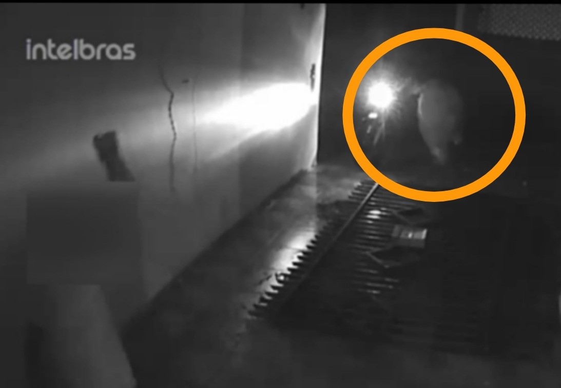 Imagem referente a Vídeo: Câmera registra homem arremessando cachorro em Maringá