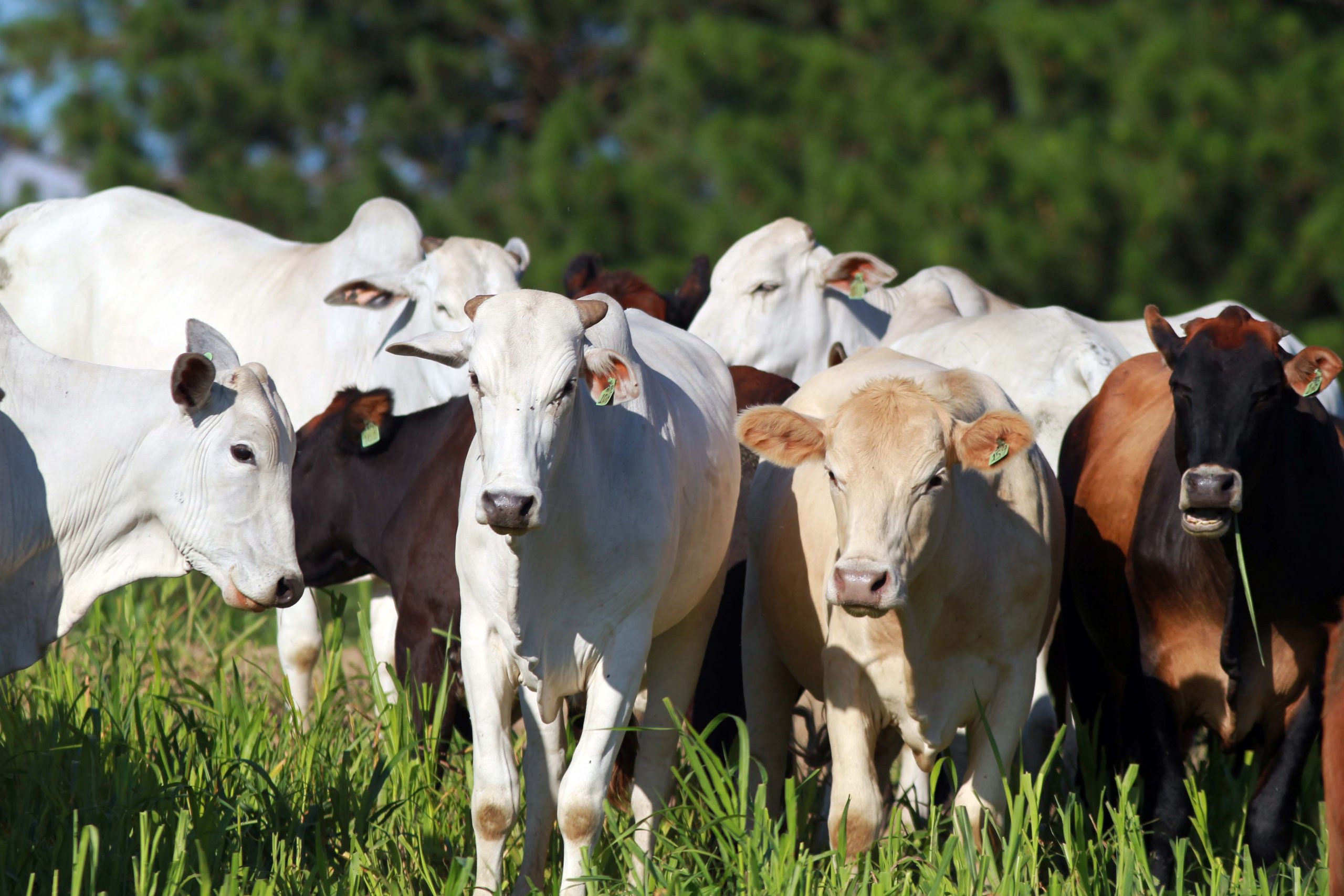 Imagem referente a Secretaria de Saúde alerta para de foco de raiva em bovinos na área rural de Cascavel