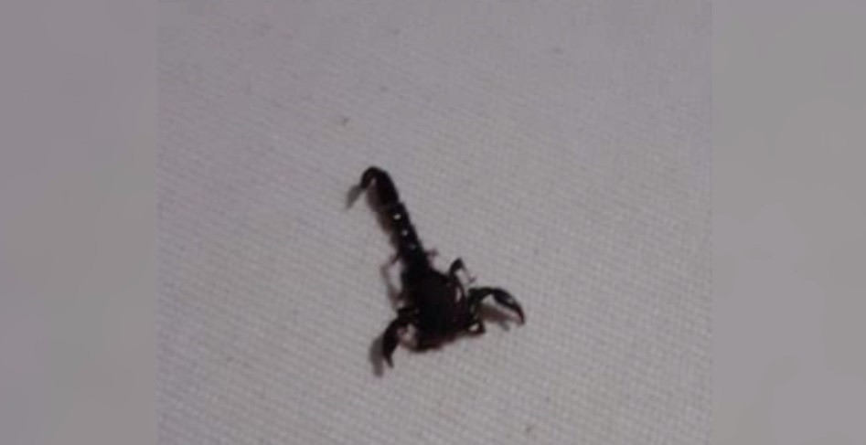 Internauta relata aparecimento de escorpiões por causa de lote no Jardim Montreal