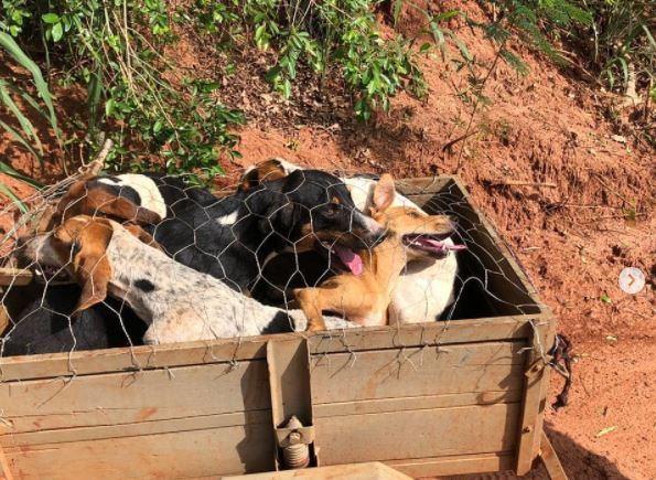 Polícia ambiental flagra pessoa transportando seis cães em carretinha em Umuarama