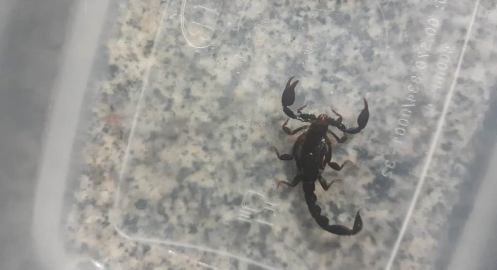 Morador do Bairro Guarujá também encontra escorpião dentro de sua residência