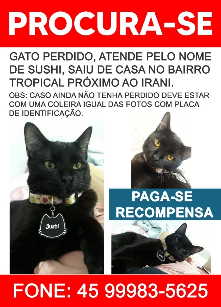 Imagem referente a Pessoa tenta localizar gatinho desaparecido há uma semana no Bairro Tropical