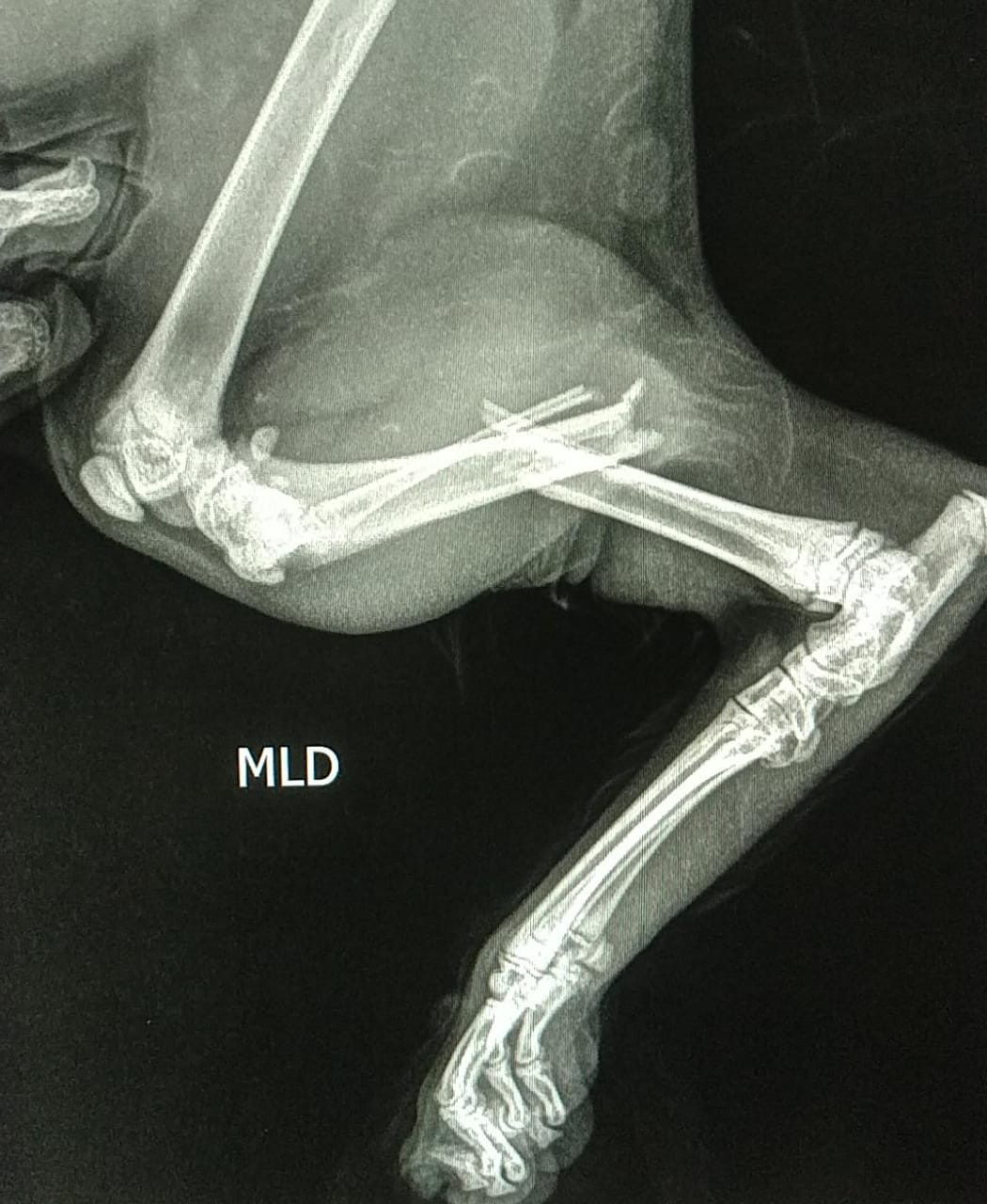 Imagem referente a Moradora do São Cristóvão pede ajuda para custear cirurgia em gato com fratura na perna