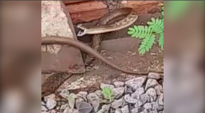 Imagem referente a Após encontrar cobra em casa, morador pede atenção do município quanto a matagal no Bairro Floresta