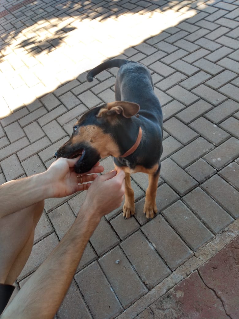 Imagem referente a Cachorro perdido foi resgatado no Alto Alegre