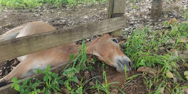 Imagem referente a Homem mata a tiros mula que invadiu propriedade rural em Tailândia