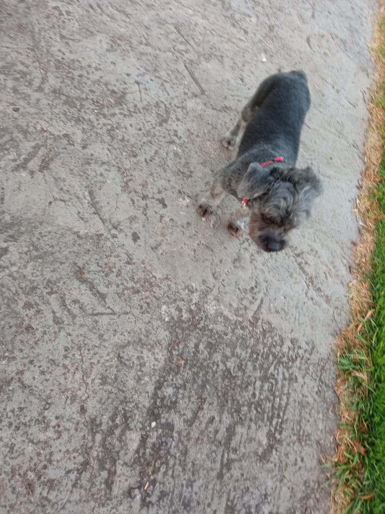 Imagem referente a Cachorro perdido foi resgatado na Rua Manoel da Nóbrega, no Parque São Paulo