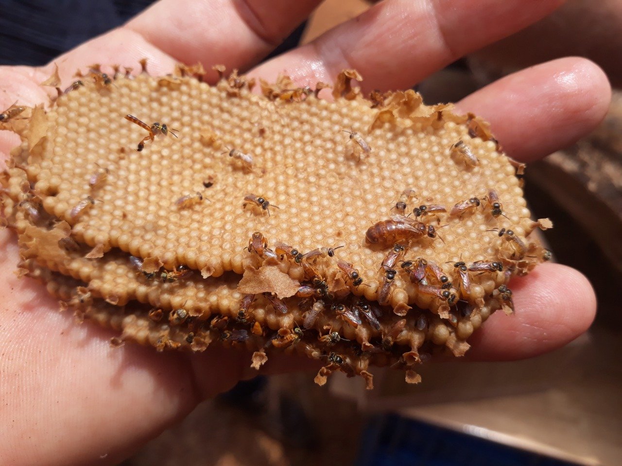 Imagem referente a Meliponicultura: Agrotec finaliza curso sobre “abelhas sem ferrão”