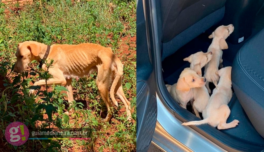 Imagem referente a São Miguel: Polícia Civil resgata cadela com quatro filhotes vítimas de maus tratos
