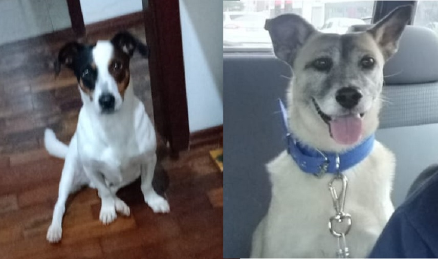 Imagem referente a Internauta pede ajuda para localizar dois cães que estão desaparecidos na região do Bairro São Cristóvão