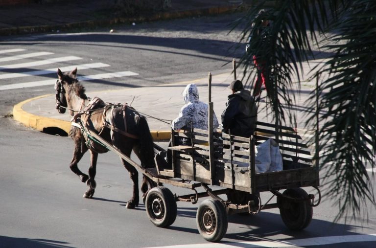 O Condutor Do Veículo De Tracção Animal