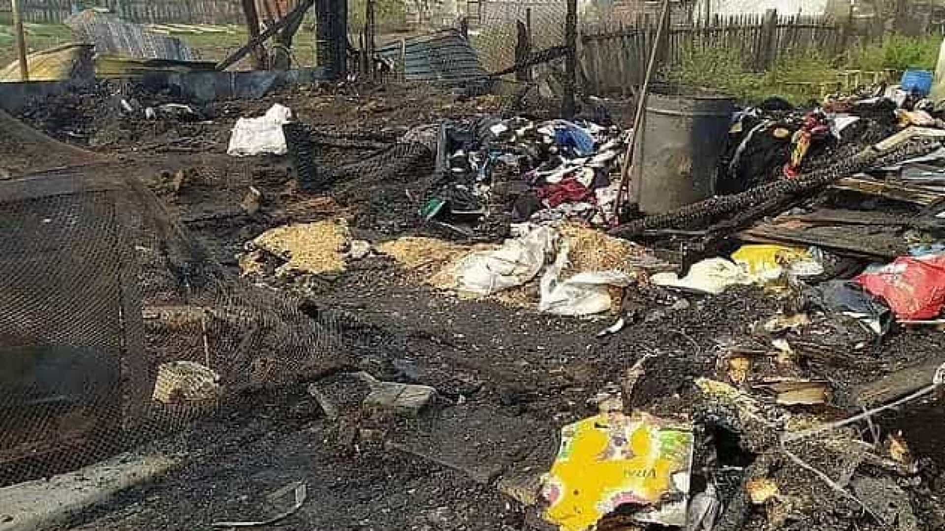 Imagem referente a Mais de 30 cães são queimados vivos em abrigo de animais