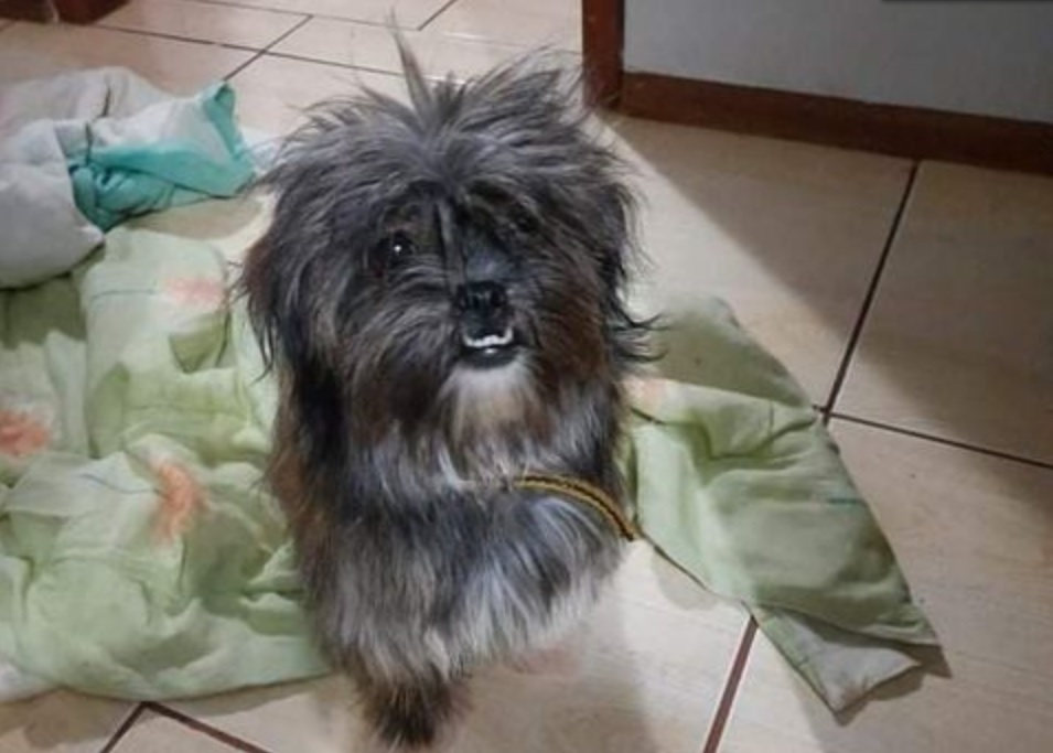 Imagem referente a Internauta encontrou cãozinho no Bairro Parque São Paulo