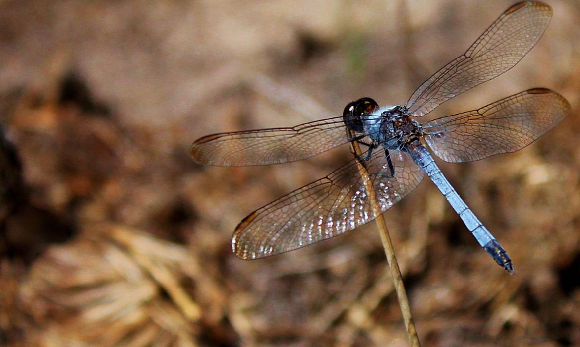 Imagem referente a Nova espécie de libélula é descoberta em São Carlos