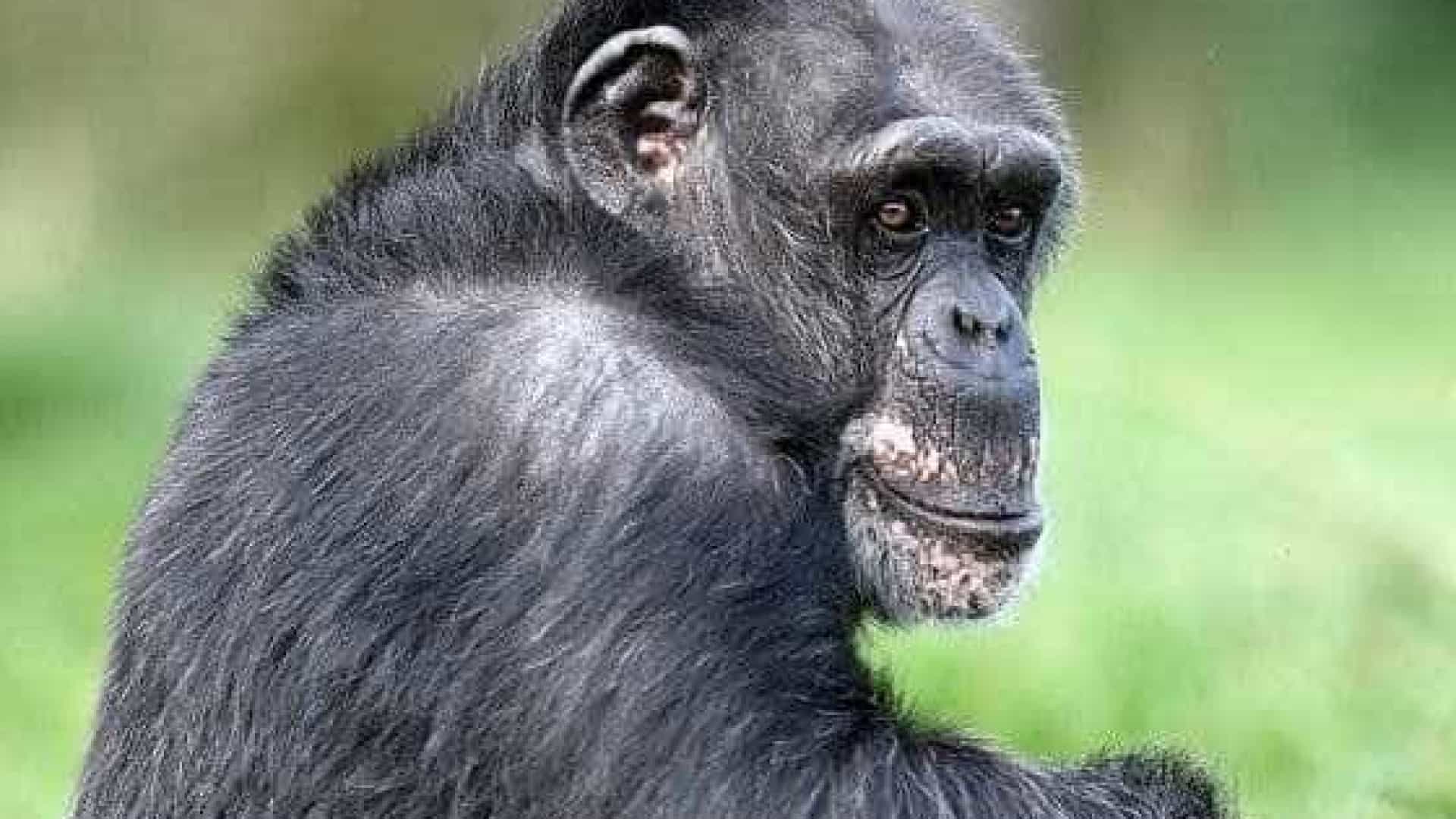 Imagem referente a Após ataque, dona de Chimpanzé liga para a polícia e manda abatê-lo