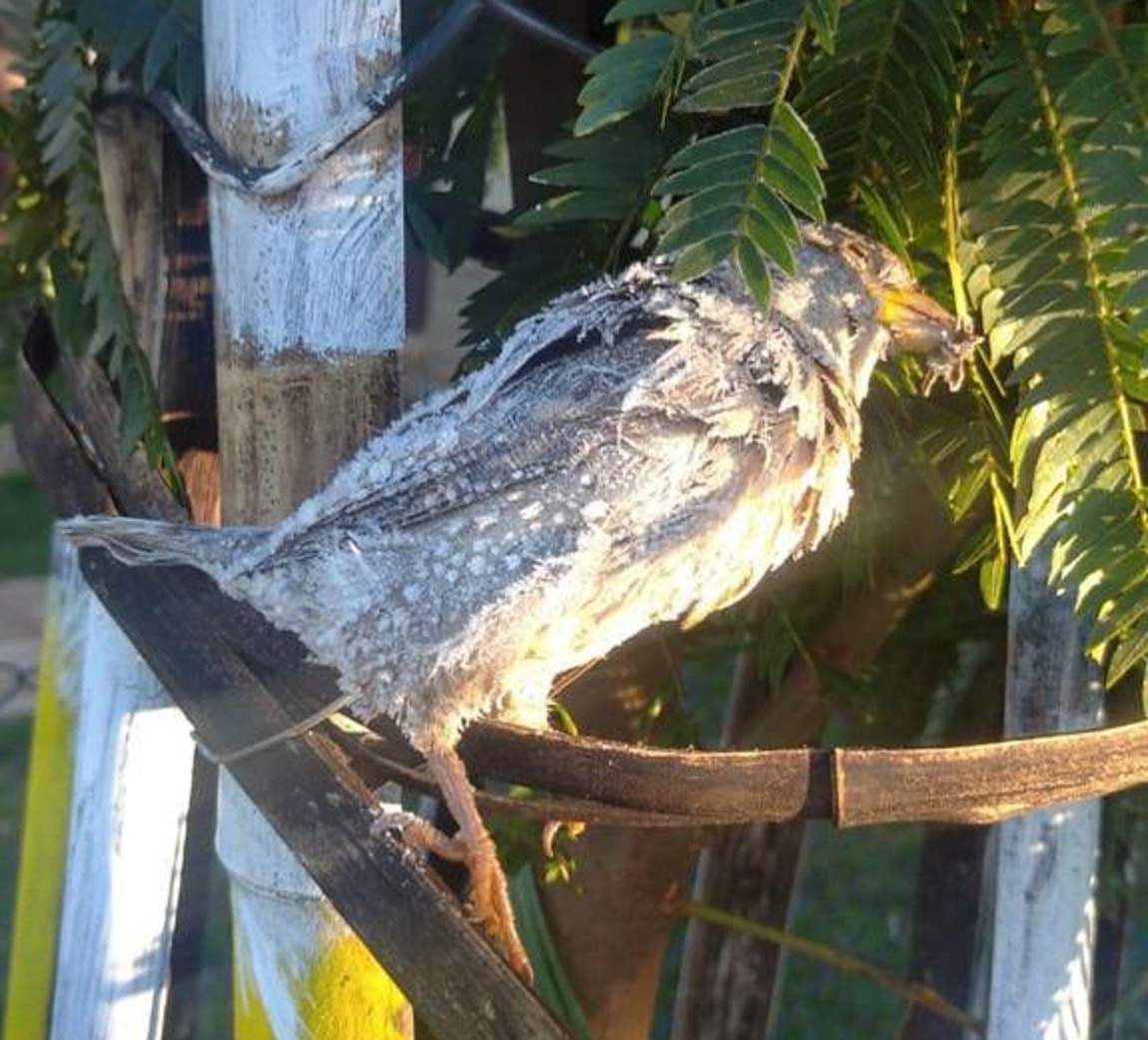 Imagem referente a Temperaturas negativas congelaram pássaro em Cascavel