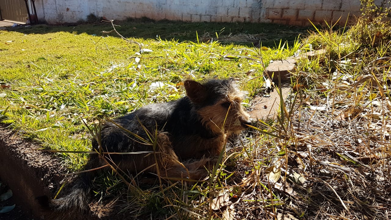 Imagem referente a Moradores pedem ajuda para cachorro que foi atropelado no Bairro Cascavel Velho