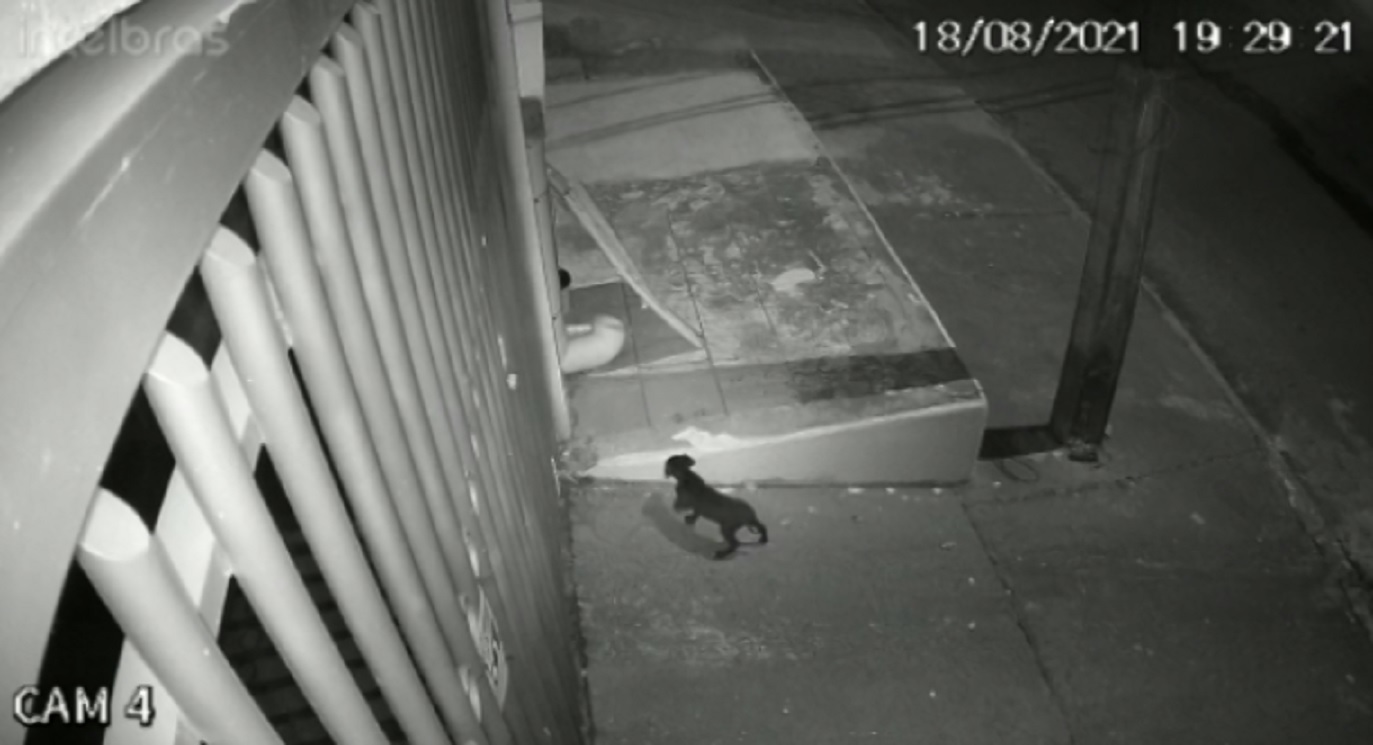 Imagem referente a Câmeras de segurança flagram momento que mulher teria abandonado cãozinho na Rua Aristóteles no Bairro Tarumã