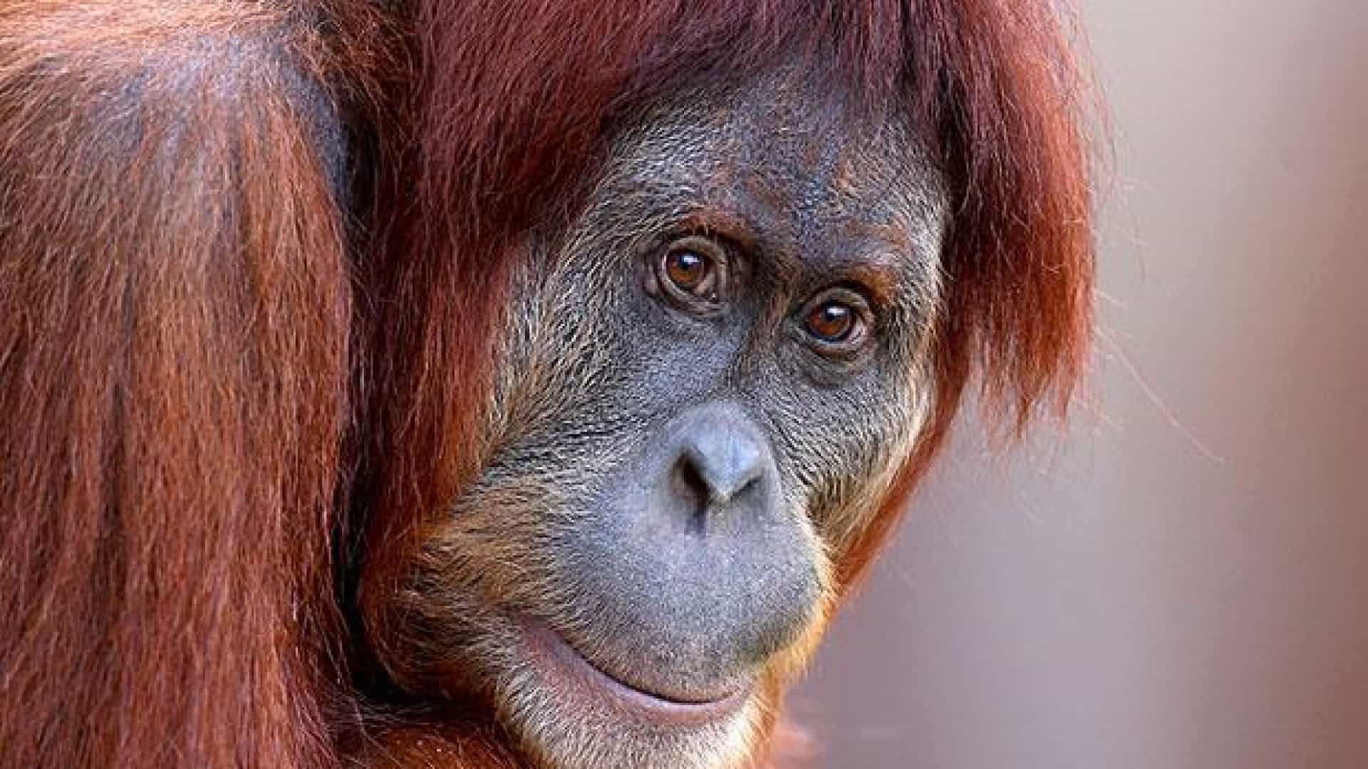 Imagem referente a Pony: a Orangotango que foi usada como prostituta durante anos em bordel