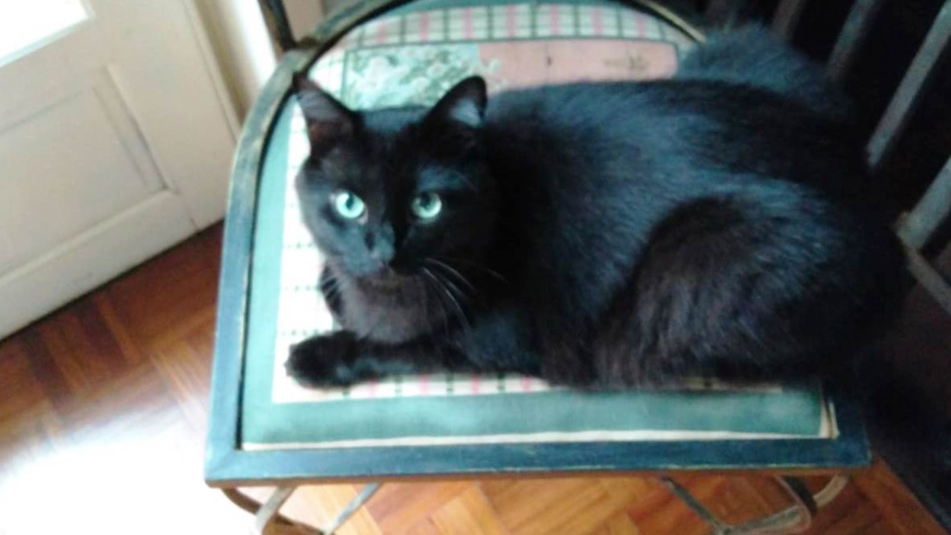 Imagem referente a Gato de estimação desapareceu de residência na Rua Curitiba e família pede ajuda