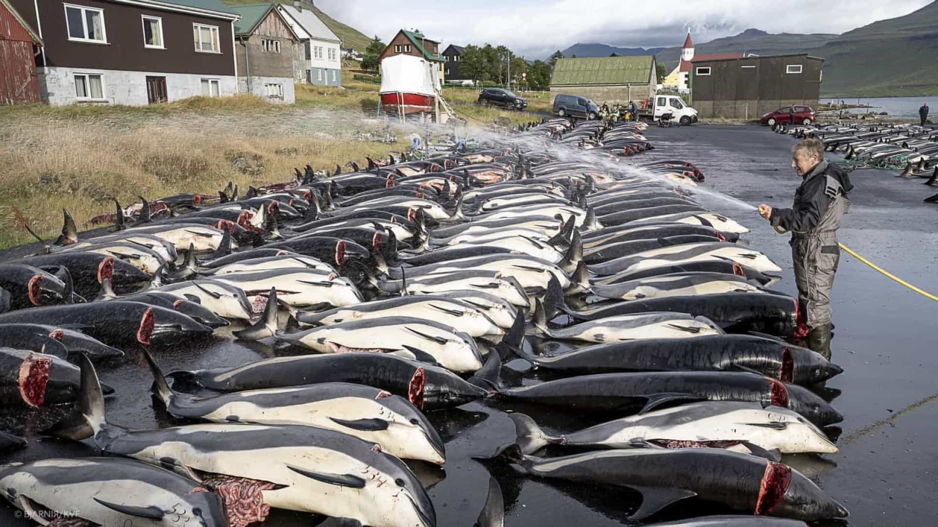 Imagem referente a Mais de 1.400 golfinhos são mortos em espetáculo dramático