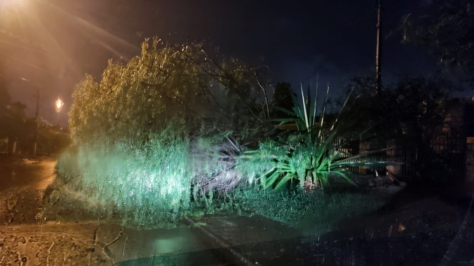 Imagem referente a Árvore de grande porte cai sobre fiação elétrica no Bairro Santa Cruz e deixa moradores sem luz