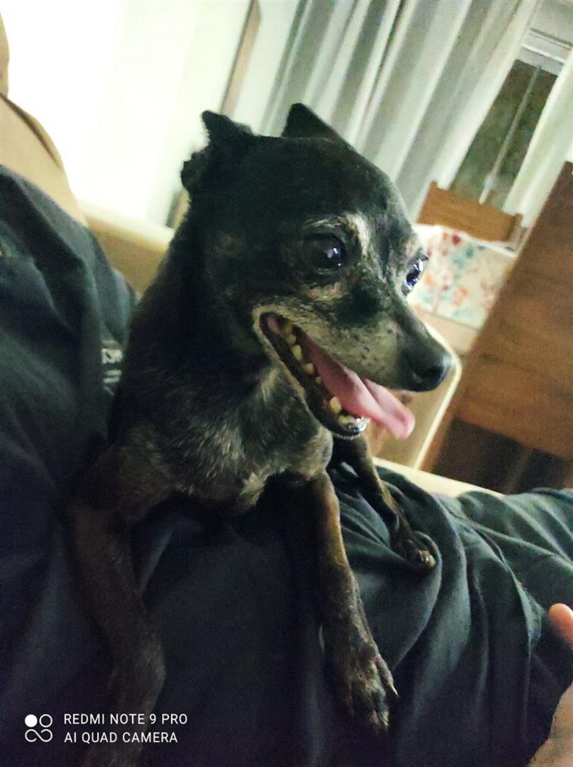 Imagem referente a Cachorro perdido foi resgatado na Região do Ciro Nardi em Cascavel