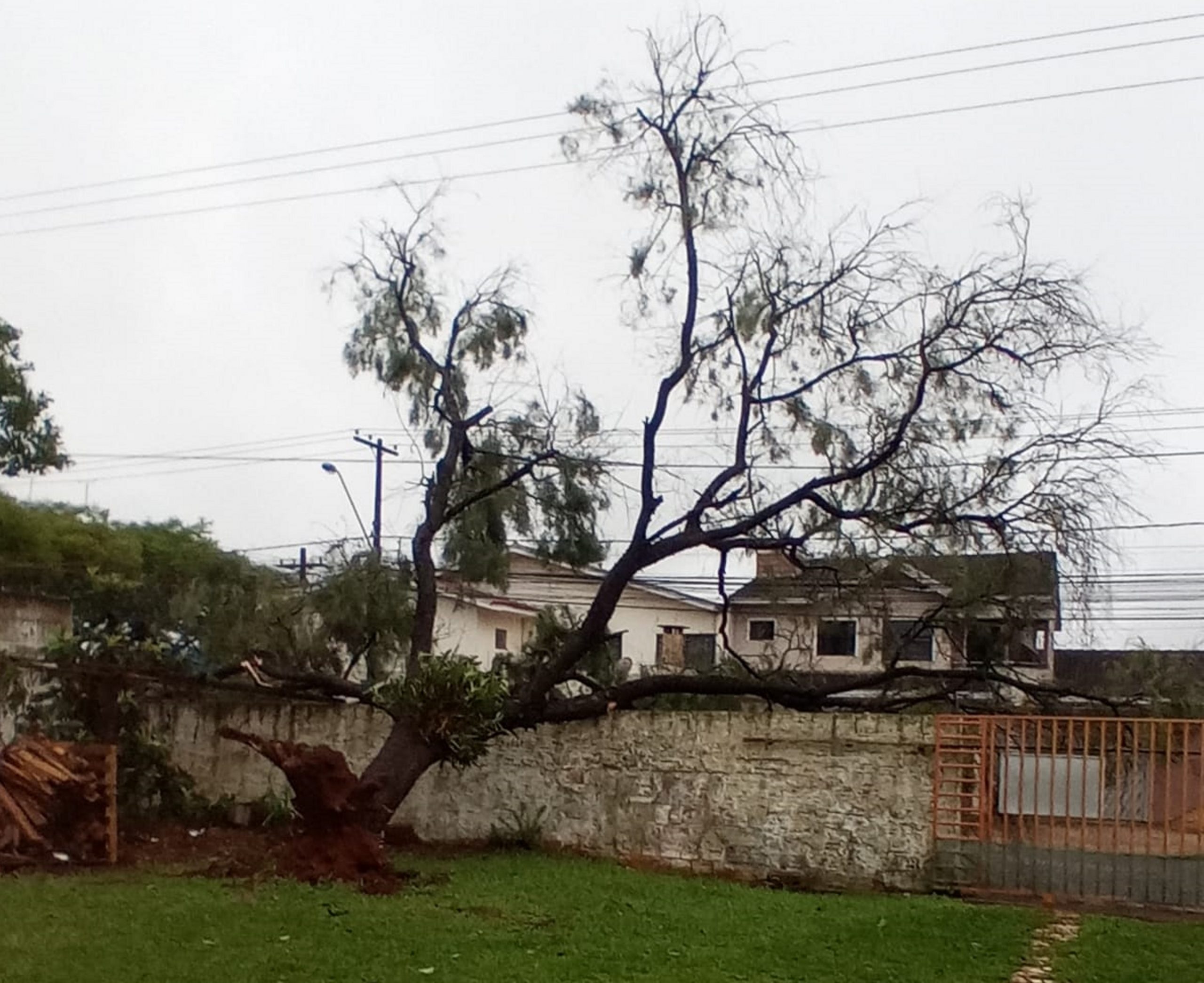 Imagem referente a Internauta relata queda de árvore no Bairro São Cristóvão