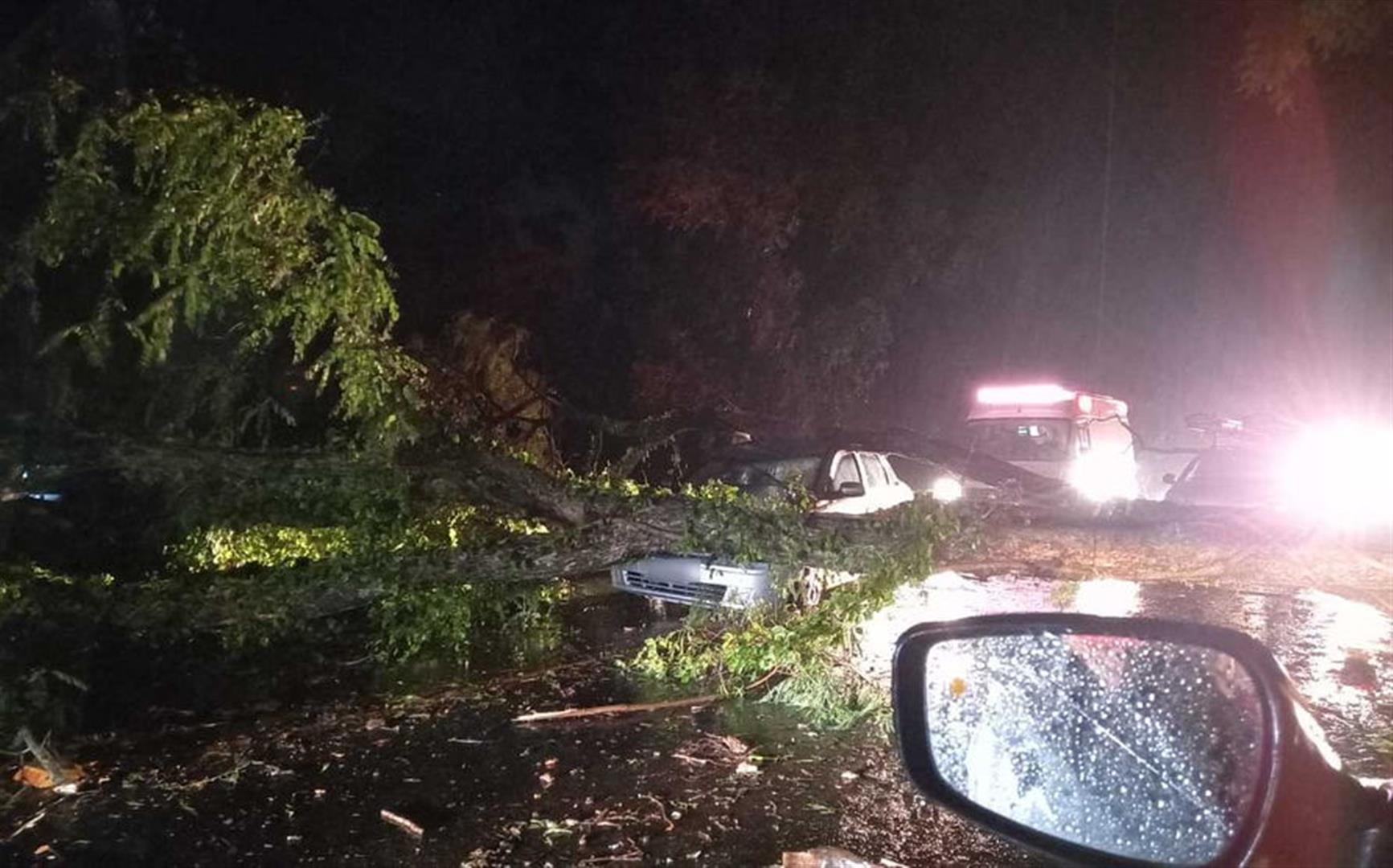 Imagem referente a Árvore cai sobre carro na PR-466 e bloqueia rodovia