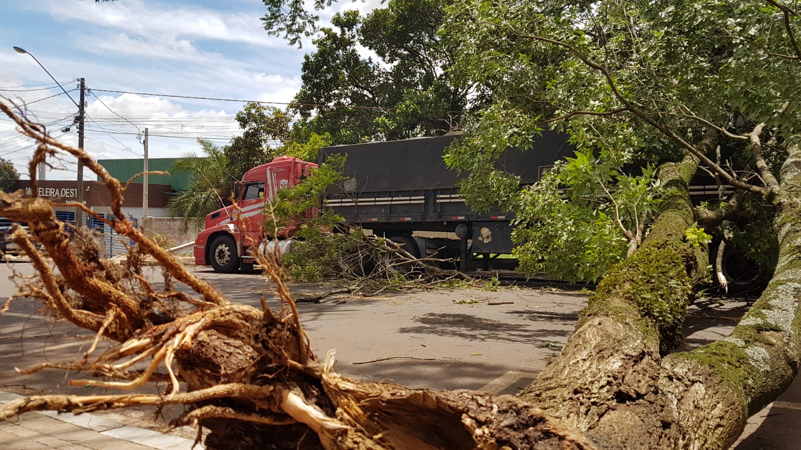 Imagem referente a Árvore de grande porte cai sobre caminhão e interdita rua em Cascavel