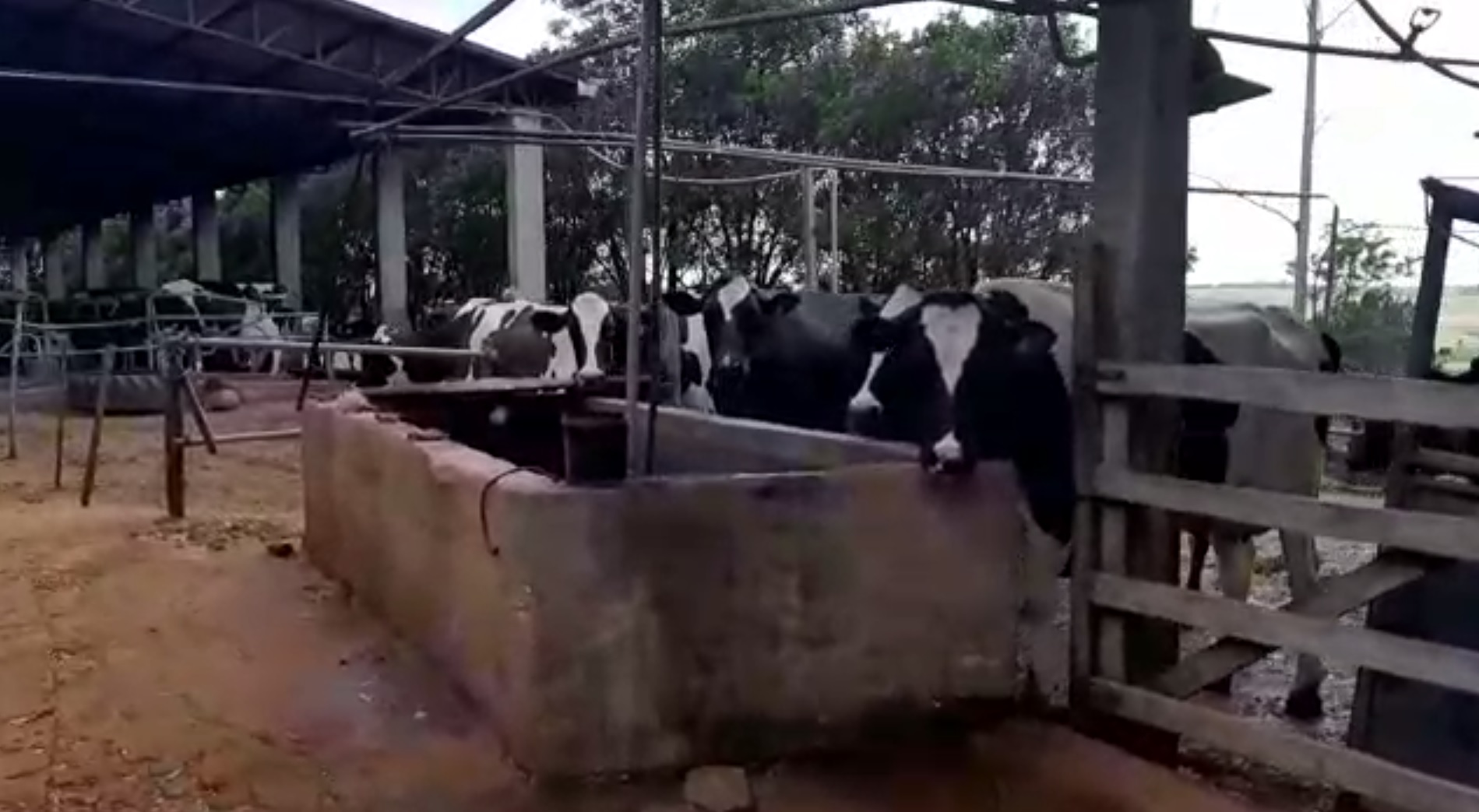 Imagem referente a “São 3.500 litros de leite jogados fora”, reclamam produtores há mais de 72 horas sem luz