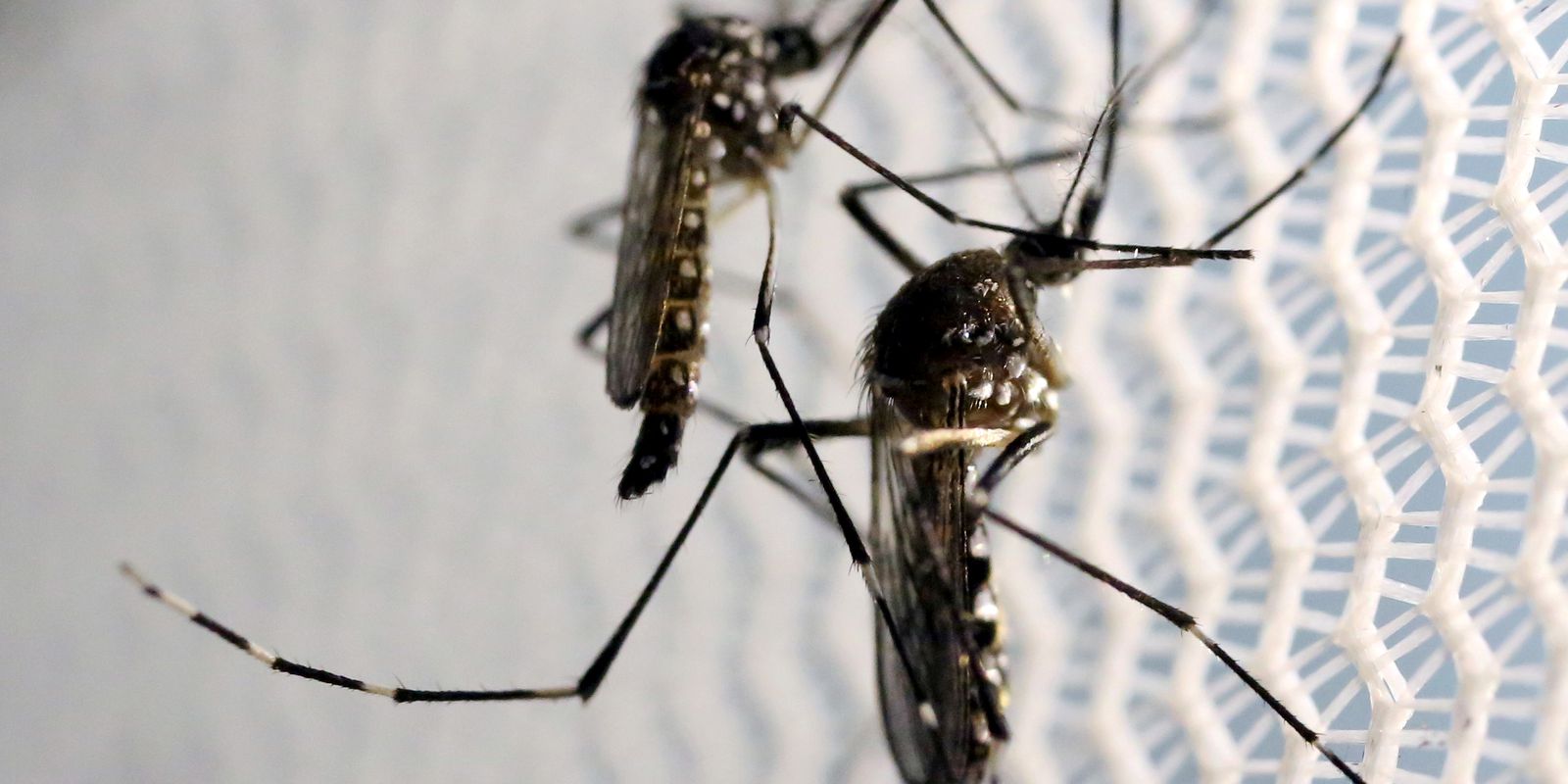 Imagem referente a Ministério lança campanha de combate ao mosquito da dengue