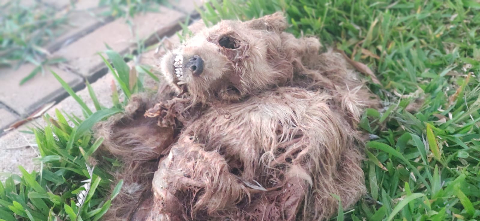 Cachorro em causa incômodo na entrada de escola em Cascavel CGN O maior portal Cachorro em causa incômodo na entrada de escola em Cascavel CGN O maior portal