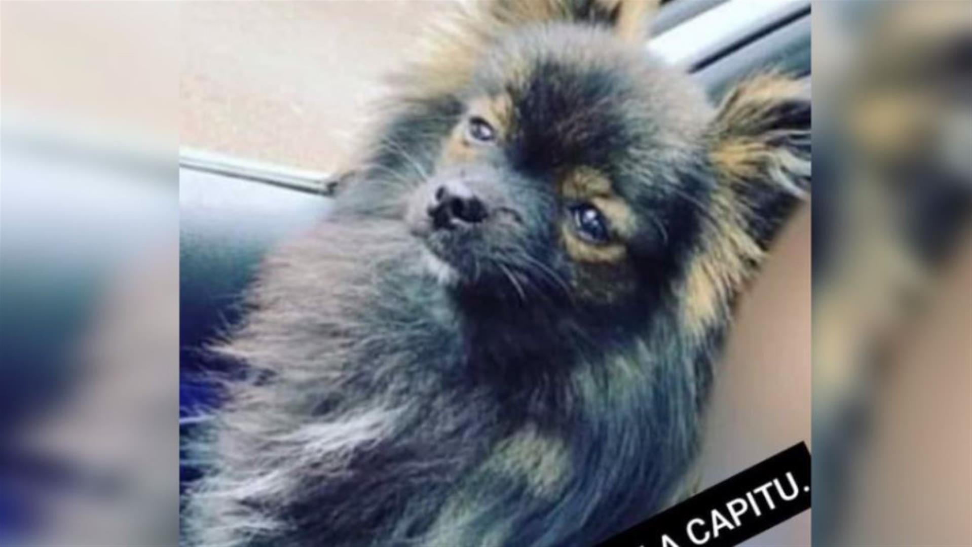 ONGs de proteção animal devem retirar outro cão que está com o médico suspeito de matar Capitu