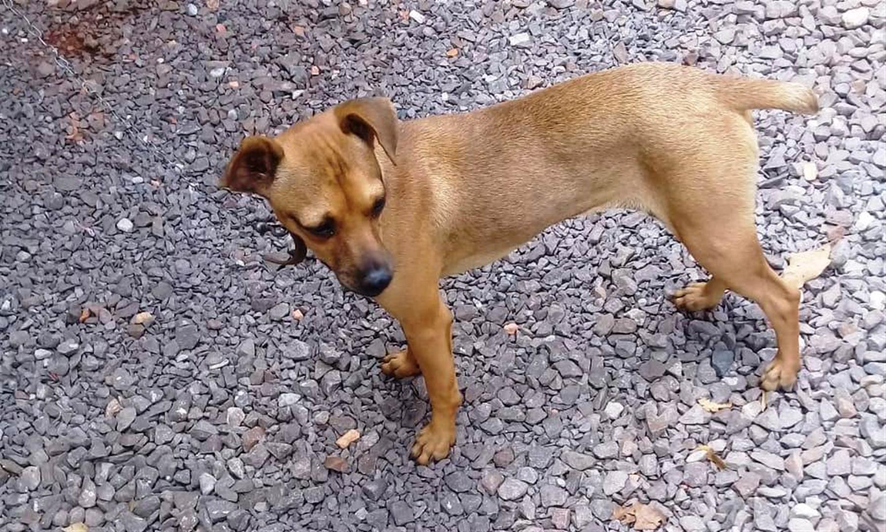 Cachorrinha com coleira foi resgatada na Rua Minas Gerais