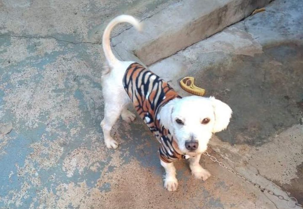 Cachorrinho de estimação está desaparecido na região do Bairro Santa Cruz