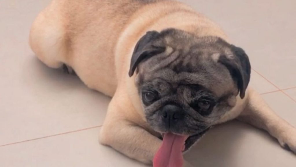 Cachorro ‘Bud’ da raça pug está desaparecido na região do Bairro Interlagos
