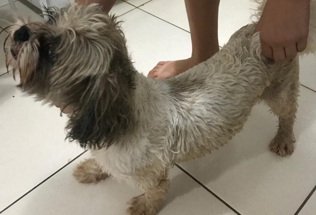 Morador do Bairro Cancelli encontra cachorrinho e deseja devolvê-lo ao tutor