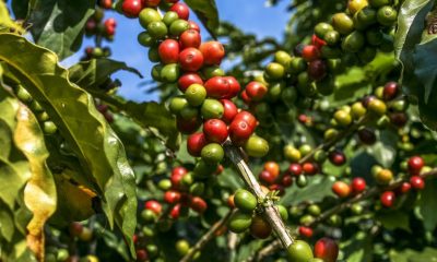 Produção de café deve atingir 55,7 milhões de sacas na safra de 2022