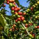 Produção de café deve atingir 55,7 milhões de sacas na safra de 2022