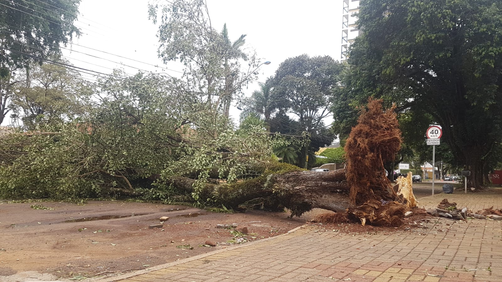 Imagem referente a Árvore cai e interdita trecho da Rua Londrina, no Bairro São Cristóvão