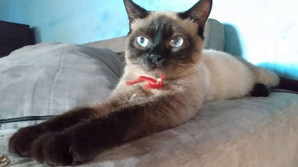 Gato ‘Zé Leonardo’ está desaparecido na região do Loteamento Mirante e dona pede ajuda para localizá-lo