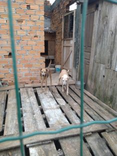 Após denúncia, Polícia Civil realiza prisão em flagrante por maus-tratos a animais em Garopaba