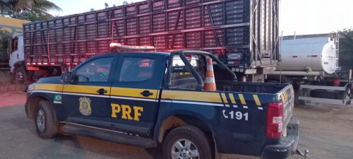 Imagem referente a PRF resgata bovinos e suínos de situação de maus-tratos transportados em caminhão boiadeiro; dois animais foram encontrados mortos