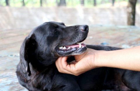 Intoxicação de cães: Governo determina o recolhimento de mais uma marca