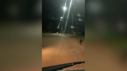 Imagem referente a Crueldade: Vídeo mostra cachorrinho correndo atrás do carro que o teria abandonado em Cascavel