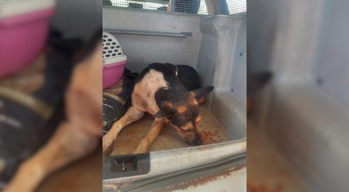 Imagem referente a Cachorro ferido é resgatado pela Patrulha Ambiental no Reassentamento São Francisco